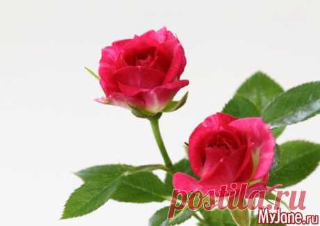 Маленькие розочки на подоконнике. Что нужно знать —