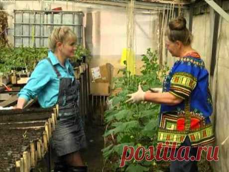 ▶ Рубрика &quot;ЗаДачник&quot;: удобрения для огурцов - YouTube