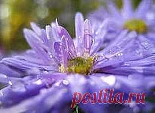 Астма росы боится | Друг пенсионера
Астматиком являюсь с детства. Мно­го всего перепробовал, что-то помо­гает, что-то — не очень. Считаю, что при бронхиальной астме лекарства рекомендовать нельзя