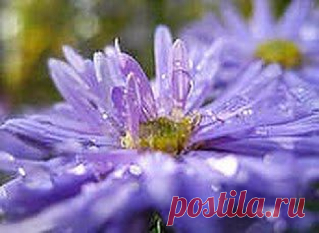 Астма росы боится | Друг пенсионера
Астматиком являюсь с детства. Много всего перепробовал, что-то помогает, что-то — не очень. Считаю, что при бронхиальной астме лекарства рекомендовать нельзя