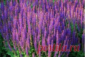 Шалфей лекарственный | Советы Народной Мудрости