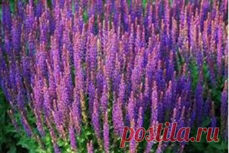 Шалфей лекарственный | Советы Народной Мудрости