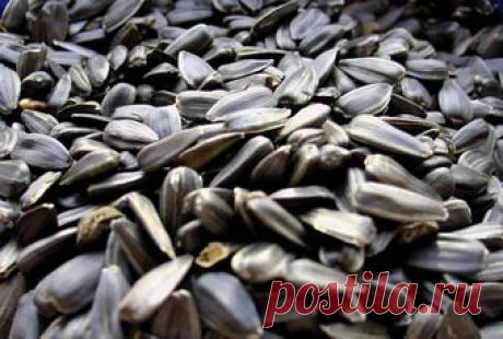 Подсолнечные семечки: польза и вред - Иринка — я.ру