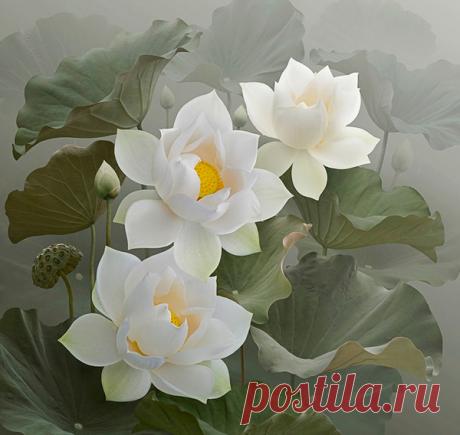 Фото Без названия. Альбом Кувшинки и Лотосы - 117 фото. Фотографии Ольга Дудина.