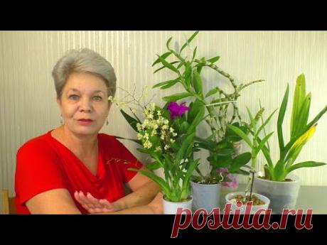 Мои Камбрии Cambria , Онцидиумы Oncidium , Дендробиумы Dendrobium Nobile / Dendrobium phalaenopsis