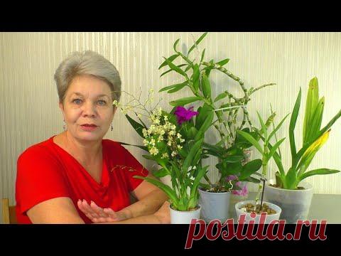 Мои Камбрии Cambria , Онцидиумы Oncidium , Дендробиумы Dendrobium Nobile  / Dendrobium phalaenopsis