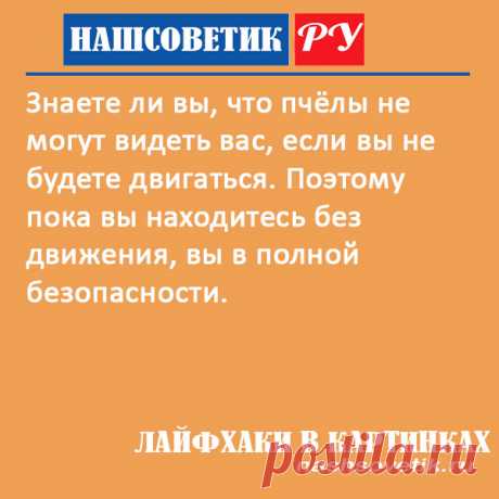 Что делать, чтобы не ужалила пчела: берём на заметку. Защитить себя от укуса пчелы можно очень просто. Вот один такой способ.