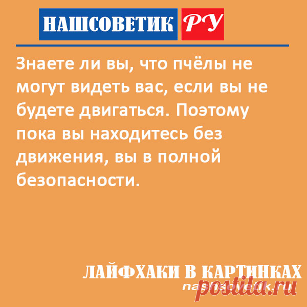 Что делать, чтобы не ужалила пчела: берём на заметку. Защитить себя от укуса пчелы можно очень просто. Вот один такой способ.