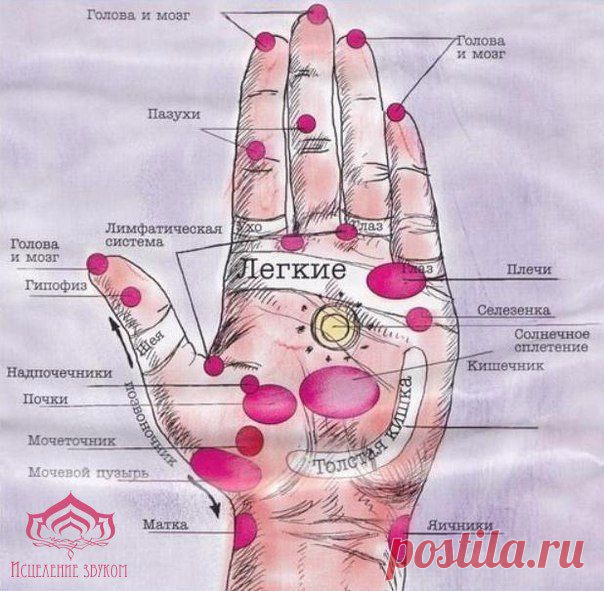 ПРОСТУДА
Чтобы облегчить симптомы простуды или сенной лихорадки, найдите «больную точ­ку», которая находится на ладони между Продолжение здесь»»»
