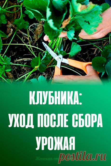 Клубника: уход после сбора урожая