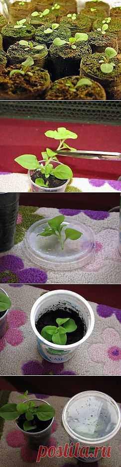 как черенковать петунию..