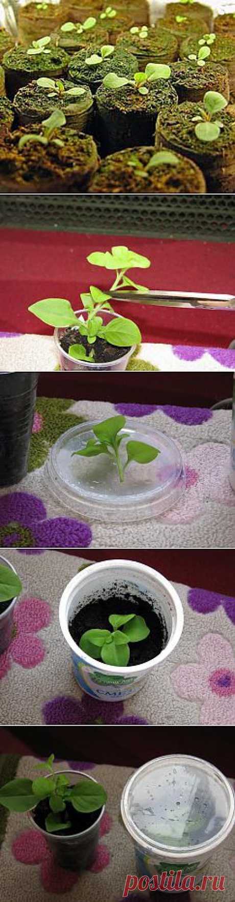 как черенковать петунию..