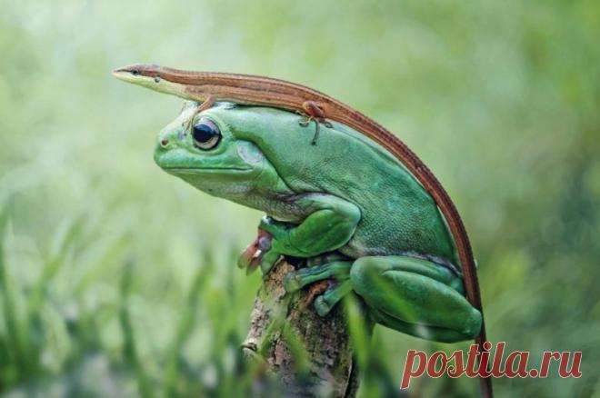 Невероятные моменты дикой природы / Питомцы