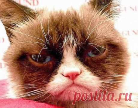 1 марта - прошёл Международный день кошек: Пять историй, которые нас удивили