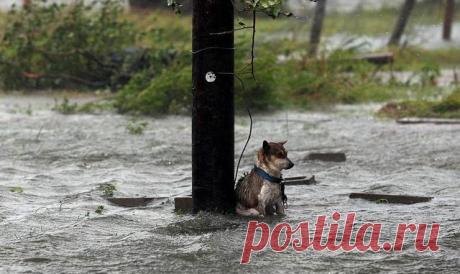 Хозяева спаслись, а он остался на привязи!!! Пёс мог погибнуть, если бы не маленькая случайность… — Лап-Ушки.com — любимые животные