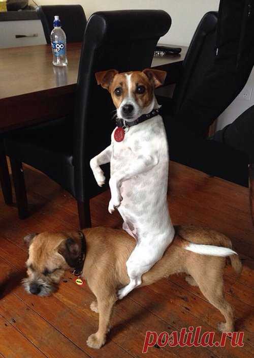 Смешные собаки, которые делают странные вещи