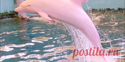 Этот плод способен вылечить рак желудка! Растет почти в каждом огороде!