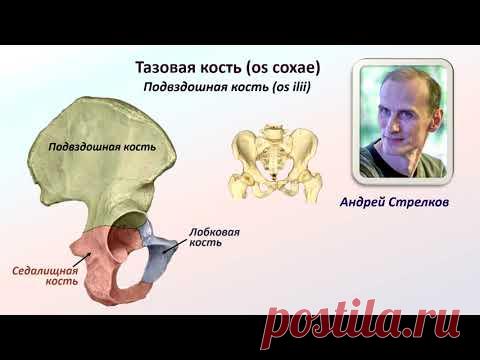Тазовая кость. Подвздошная кость