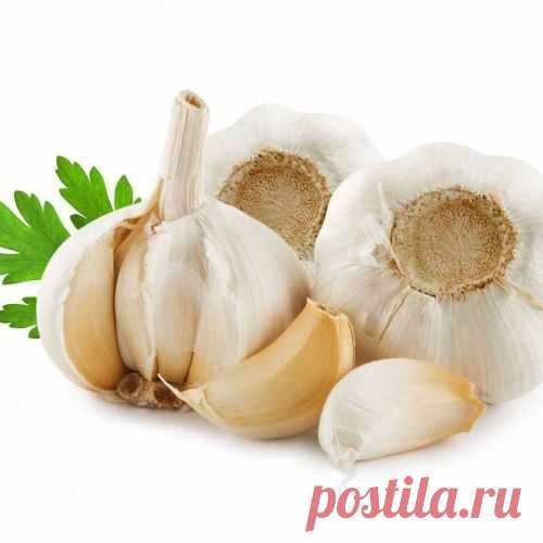 10 природных антибиотиков