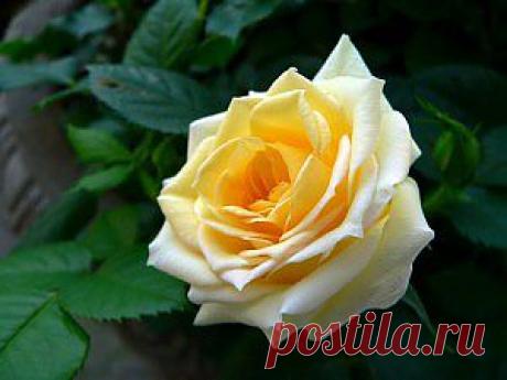 Лучшие сорта желтых роз