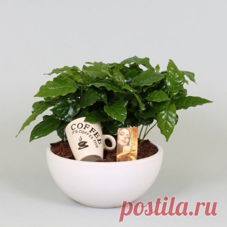 Выращиваем кофейное дерево из зернышка