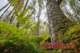 Есть вопрос: что такое мох сфагнум и для чего он нужен? Антисептические свойства, способность удерживать влагу и делать почву более рыхлой – вот за что ценят мох сфагнум. Расскажем, как можно использовать этот природный материал в комнатном цветоводстве, а...