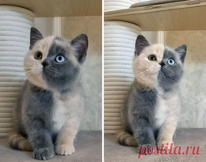 Милые животные с уникальным рисунком шерсти