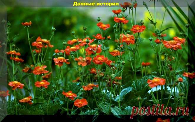 Самые быстрорастущие цветы для украшения сада: очень красивые и неприхотливые | Дачные истории | Яндекс Дзен