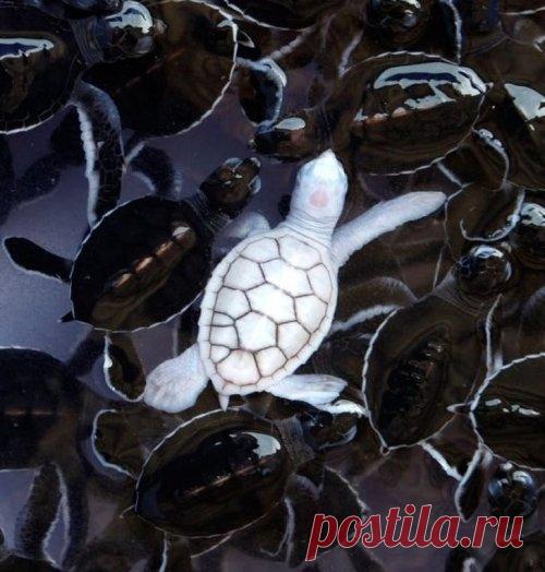 Невероятно выглядящие животные-альбиносы (21 фото) . Тут забавно !!!