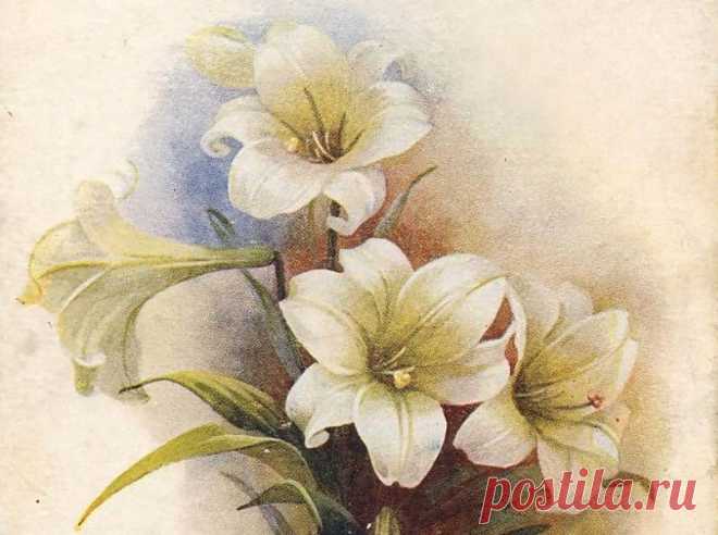 Lilies_3_2.jpg (805×600)