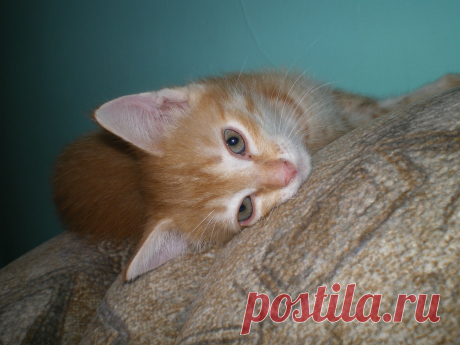 Кот Персик