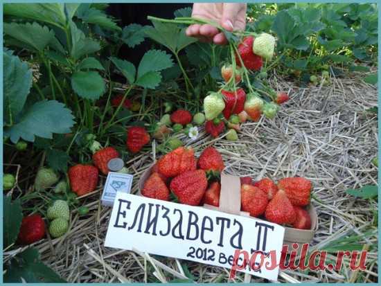 Выращивание ремонтантной клубники из семян