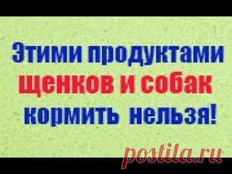 Чем нельзя кормить щенка или собаку. Какие корма для собак полезные, а какие вредные.
