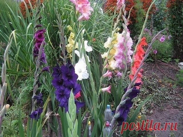 (13) Одноклассники