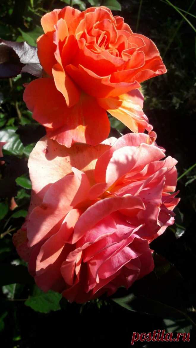 Шпаргалка по розам №29. На 16-17 октября 2021 года | Цветочница Анюта 🌹 | Яндекс Дзен