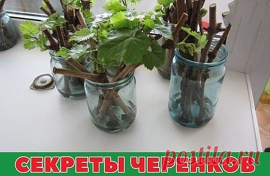 СЕКРЕТЫ ЧЕРЕНКОВ
Все знают, как в банке с водой можно укоренить черенки. Но не всегда этот метод укоренения бывает удачен. В этом деле есть несколько моментов, от которых напрямую зависит успех. 
1. В непрозрачной посуде корешки образуются гораздо лучше, чем в прозрачной.
2. Воду при испарении лучше не менять, а доливать.
3. Если воды слишком много, в нижней части банки мало кислорода, черенки могут загнить.
4. Важно количество черенков. Жимолость, например, не даст корни, если в 200 мл воды