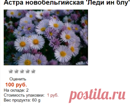 Астра новобельгийская 'Леди ин блу'