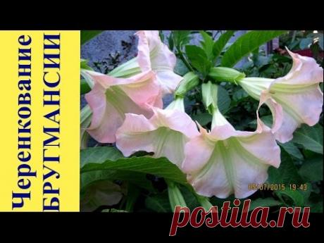 ЧУДО БРУГМАНСИЯ! ОСЕННЕЕ ЧЕРЕНКОВАНИЕ. ТРУБЫ АНГЕЛА, НЕВЕРОЯТНАЯ КРАСОТА!