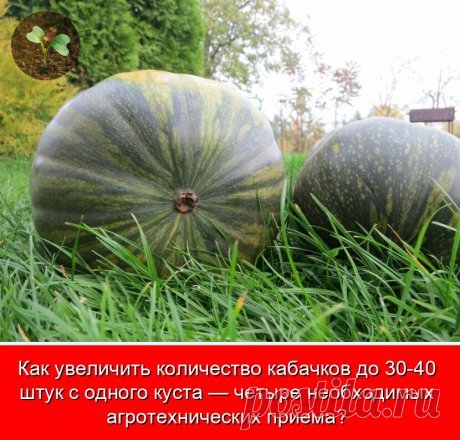 Как достичь такого рекордного количества плодов с куста кабачка? В этом мне помогают 4 важных агротехнических приема.

Прием №1

Когда кабачки зацветают, удаляю в середине куста 2-3 листа, которые закрывают цветки. Этим освобождаем путь к цветам насекомым. Плюс куст дополнительно вентилируется, что служит профилактикой мучнистой росы.

Прием №2

Во время цветения провожу внекорневую подкормку подслащенной водой. Ее брызгаю по листьям и цветкам. Растворяю в 1 стакане воды 1...