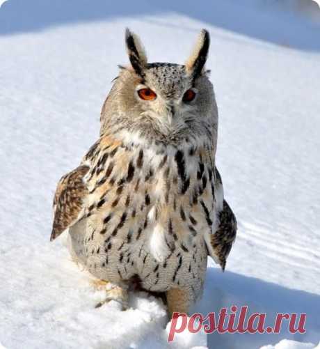 МИР ВОКРУГ НАС