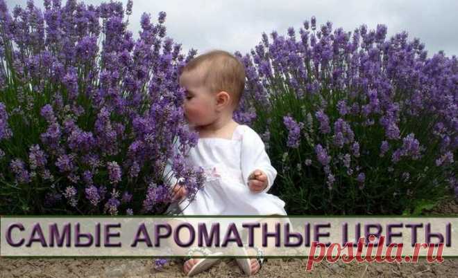 Самые ароматные цветы для вашего сада Одни растения природа одарила красотой цветков и соцветий, другие не наделила эффектной «внешностью», но даровала им чудесный запах. Сегодня как те, так и другие участвуют в создании душистых цветнико...