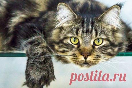 Кот прожил взаперти 52 дня, питаясь бумагой В Нидерландах обнаружили кота, который сумел выжить, оказавшись на 52 дня в запертом доме без еды, сообщает местное издание&nbsp;Dutch News.Питомец выбежал из дома в городе Схидам, когда дверь открыли новые владельцы недвижимости. Животное поймали специалисты, после этого его отправили в...