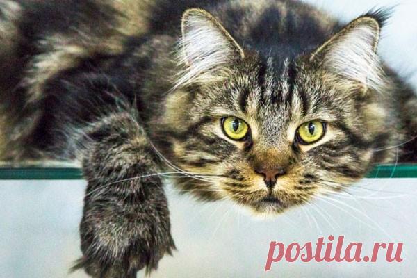 Кот прожил взаперти 52 дня, питаясь бумагой В Нидерландах обнаружили кота, который сумел выжить, оказавшись на 52 дня в запертом доме без еды, сообщает местное издание Dutch News.Питомец выбежал из дома в городе Схидам, когда дверь открыли новые владельцы недвижимости. Животное поймали специалисты, после этого его отправили в...