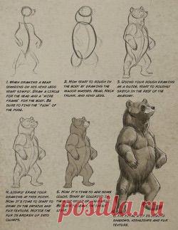 Рисуем медведя. Поэтапно.