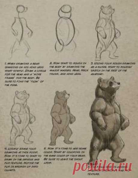 Рисуем медведя. Поэтапно.