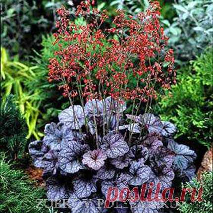 ГЕЙХЕРА - УКРАШЕНИЕ САДА | Самоцветик (опубликовала Людмила Взятышева)