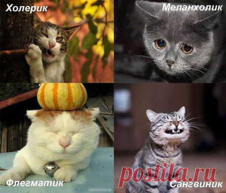 коты