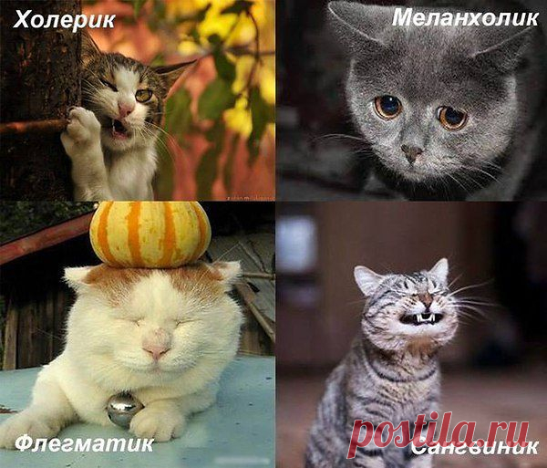коты