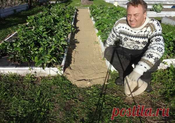 Как сделать, чтобы трава на грядке и между ними не росла. Совет | Мамам, женщинам, бабушкам и очень любознательным.