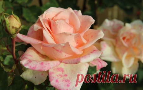 Pale orange roses with pink spots wallpaper - Flower wallpapers - #49980